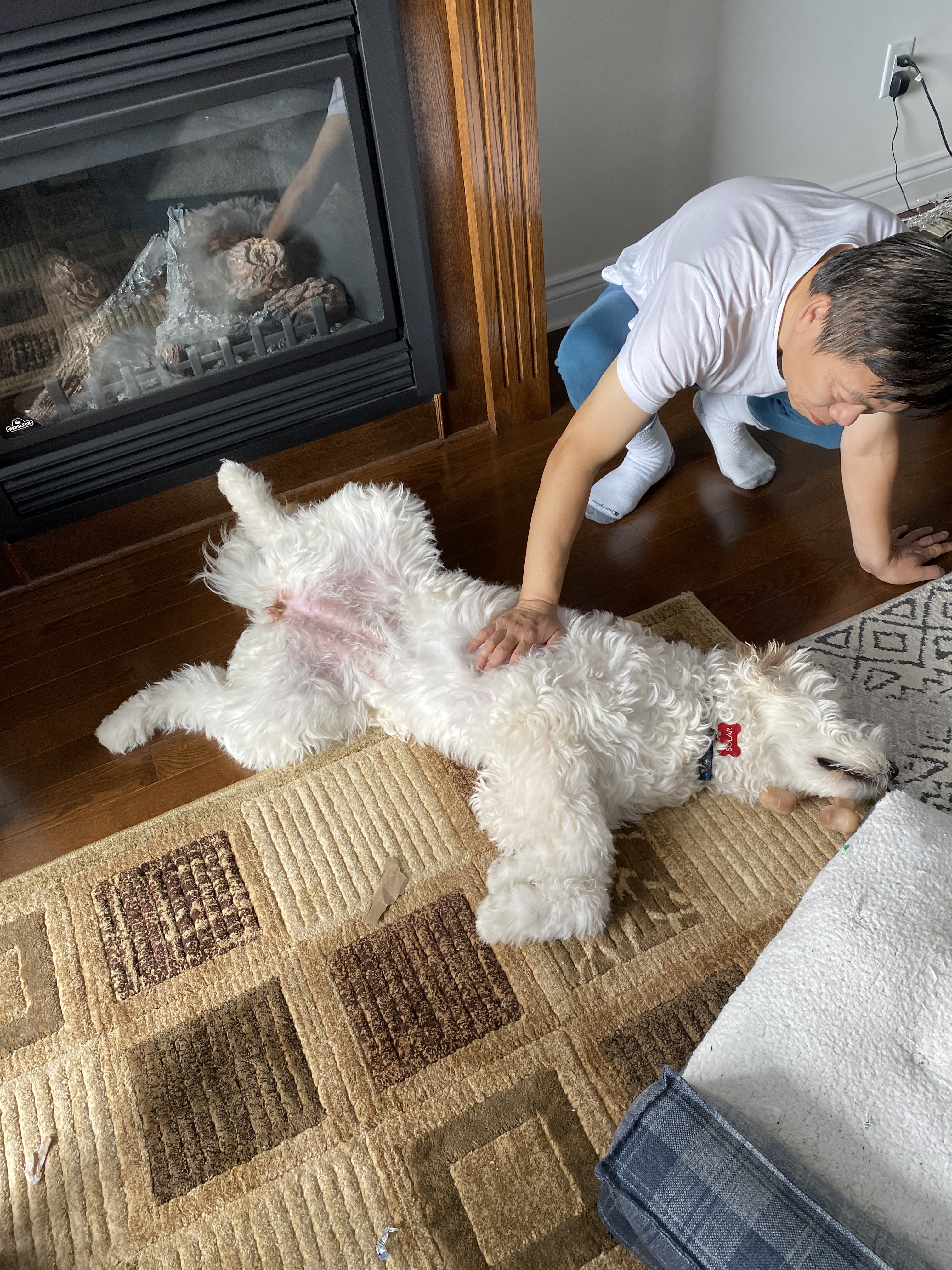 Solar the Goldendoodle — 200 OK