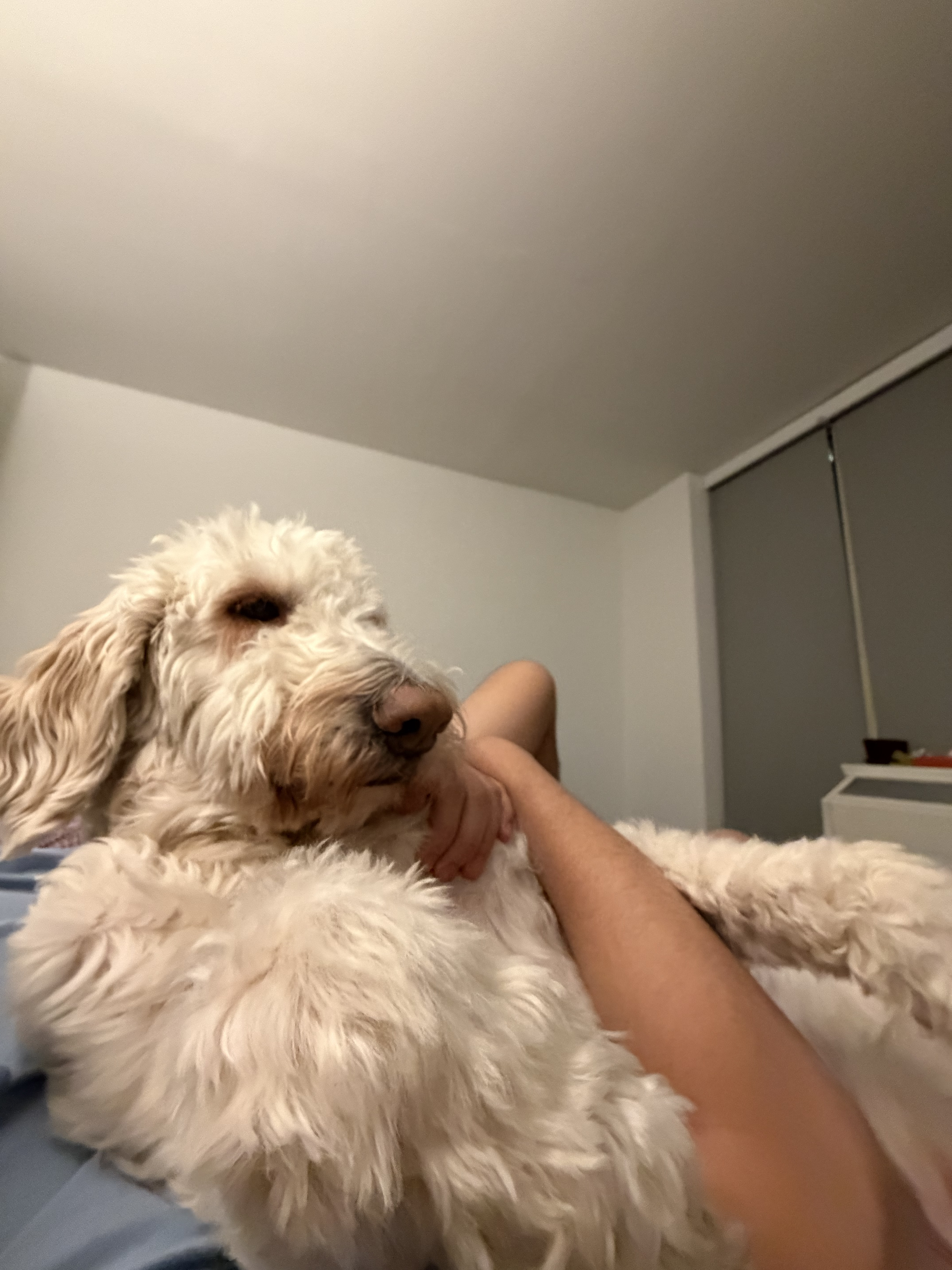 Solar the Goldendoodle — 401 Unauthorized