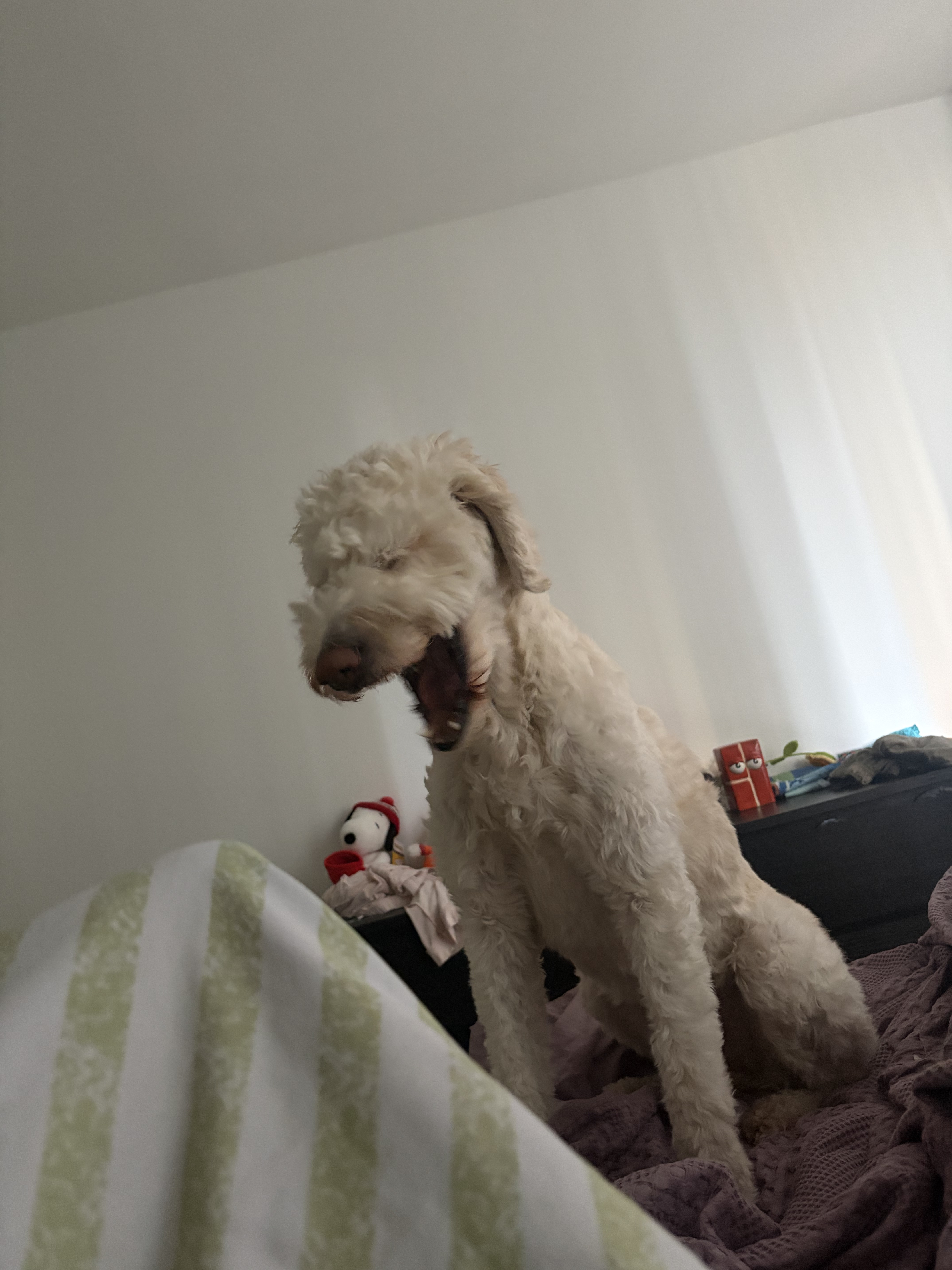 Solar the Goldendoodle — 504 Gateway Timeout